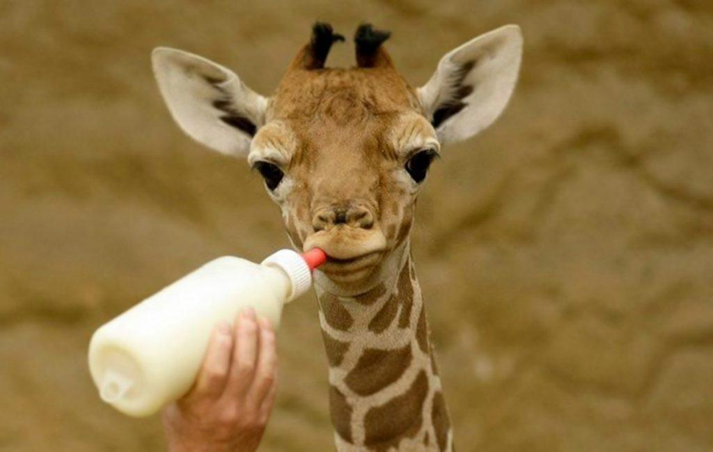 Bébé girafe (girafon) nourri au biberon