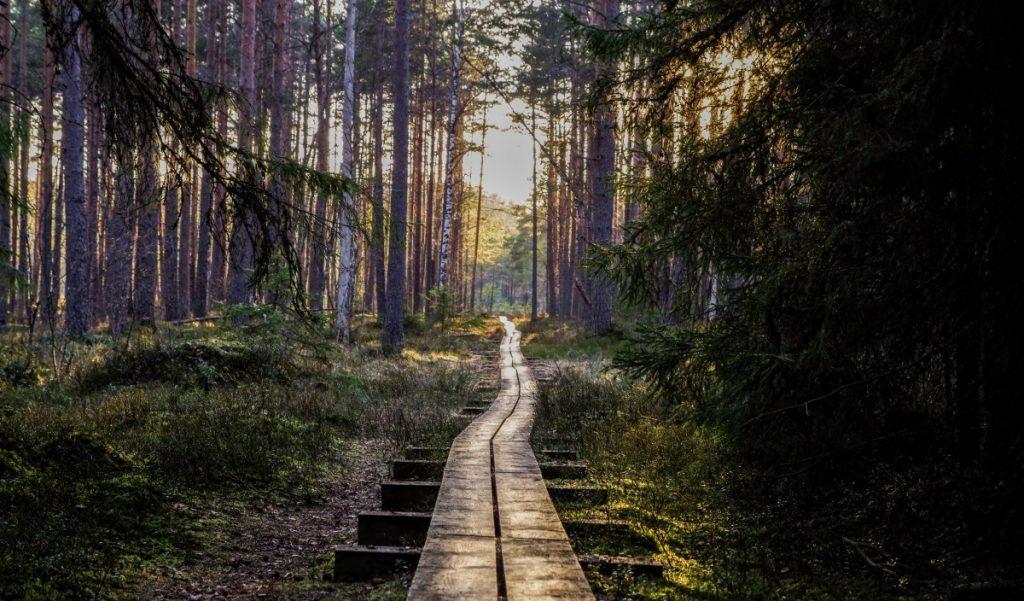 Chemin (rails) traversant la forêt